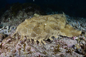 "Pale Face" Wobbegong by Mark Gray 